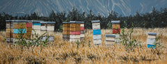 Canterbury Beehives